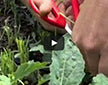 Video thumbnail for How To Harvest Baby Kale For Endless Salads