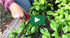 Video thumbnail for Cutting Basil For Lasting Harvests