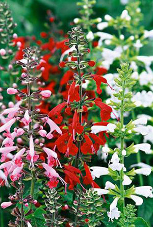 Bee Heaven Salvia