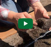 Video thumbnail for How To Grow Healthy, Pest Free Organic Brassicas
