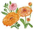 Calendula illustration