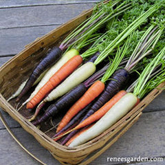three color carrots n a basket