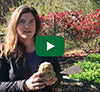 Video thumbnail for Harvesting Celeriac (a.k.a. Celery Root) 