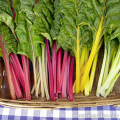 five colors of chard on a checkered tablebloth