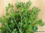 Some Bac Lieu cilantro cuttings on a cutting board - Renee's Garden