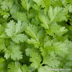 cilantro leaves closeup