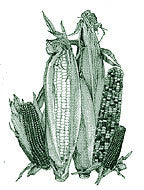 Drawing of three corn ears. 