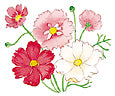 Watercolor image of pink and red flowers.