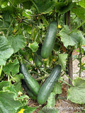 Zucchini growing on a vine.