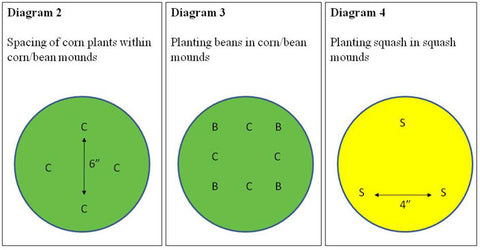 Diagram showing how to space corn, beans and squash seeds.