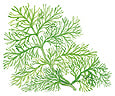Colored drawing of a dill plant.