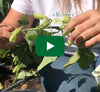 Video thumbnail for Delicious Edamame: How To Harvest And Prepare