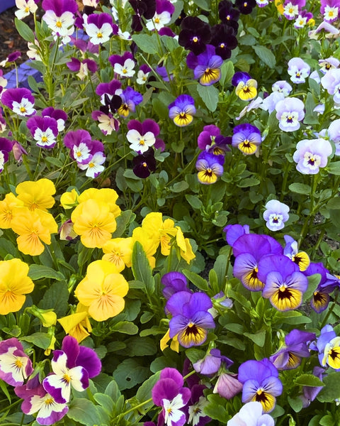 Fairyland Violas