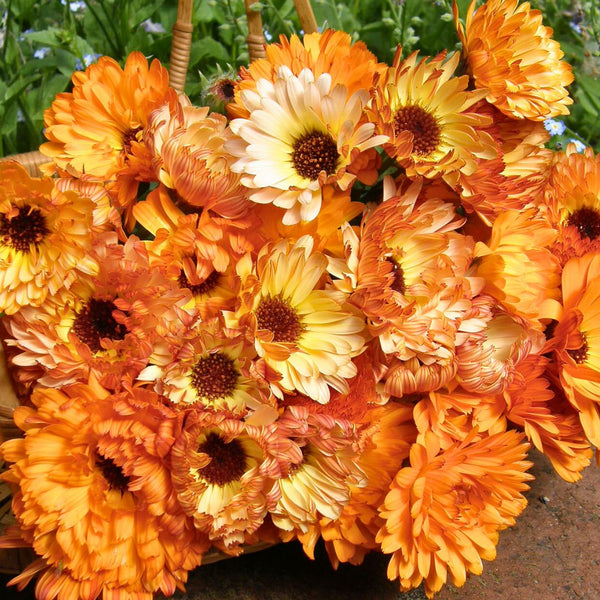 Calendula - Renee's Garden