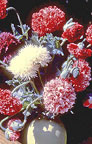 A closely cropped image of French Flounce poppies in a white ceramic vase - Renee's Garden