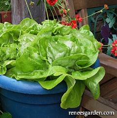 Lettuce growing in a container