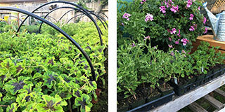 Scented geranium cuttings growing in pots