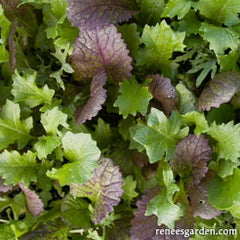 salad green mix growing