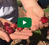 VIdeo thumbnail for Harvesting Your Herbal Tea Hibiscus