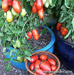 Container tomato harvest