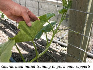 initial training for gourds