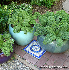 Three containers with kale