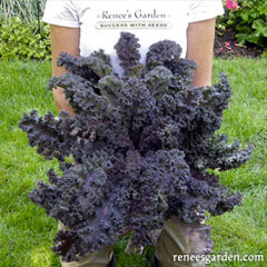 person holding head of purple kale