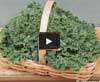 Video thumbnail for How To Sow Baby Kale For Endless Salads