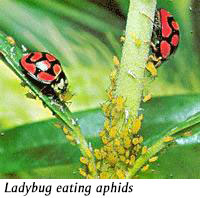 Ladybugs eating aphids