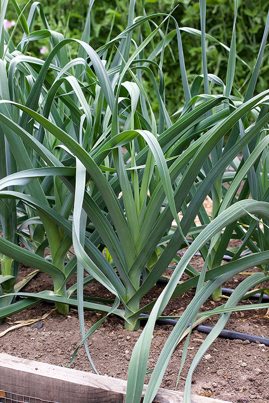 leeks growing in garden bed