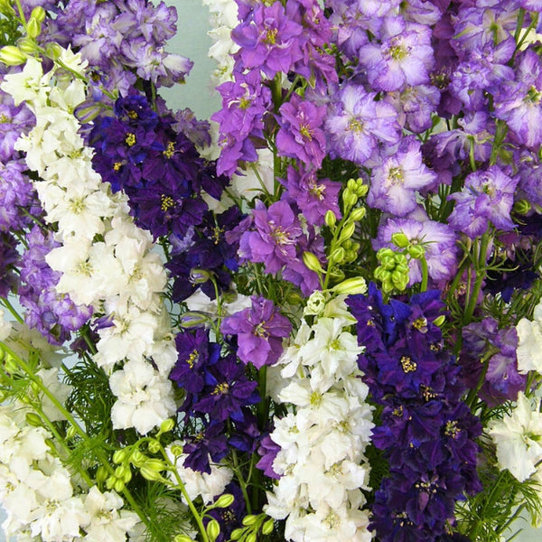 Larkspur - Renee's Garden