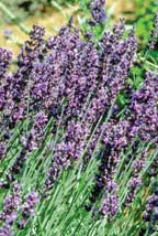 Lavender plants with purple blossoms in the sun.