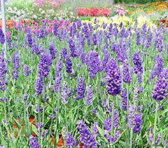 Field of purple lavender blooms.