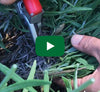 Video thumbnail for Pruning Lavender For Shape And Beauty