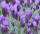 A close up of Spanish Lavender flowers on the bush - Renee's Garden
