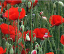 Legion of Honor poppies - Renee's Garden
