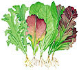 Watercolor image of green and red lettuces. 