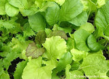 A close up of a medley of Asian baby greens - Renee's Garden