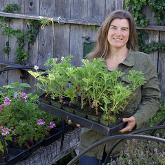Linsday holding scented geranium tray full of pots