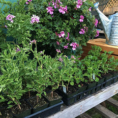 Lindsay's scented geraniums growing in greenhouse