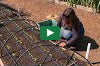 Video thumbnail for How To Grow Sunflowers: Thin Seedlings For Success