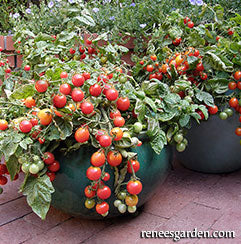 Cherry tomato plants in containers
