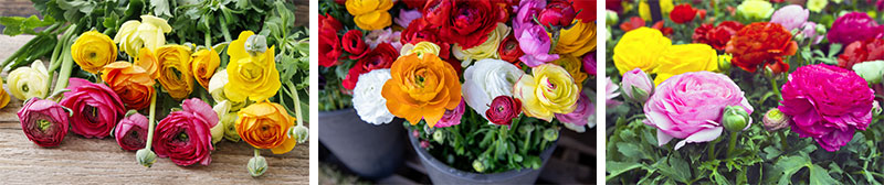 Collage of various ranunculus colors