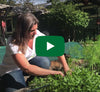 Thumbnail of Lindsay cutting cilantro harvest