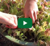 Video thumbnail for Sow And Grow Baby Lettuce In Containers