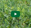 Video thumbnail for How and Why To Plant Cover Crops