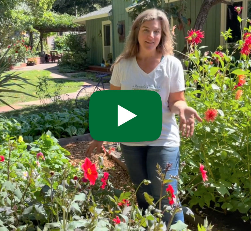 Thumbnail of Lindsay next to dahlias garden beds