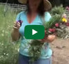Video thumbnail for Growing And Cutting Your Endless Bouquet Garden