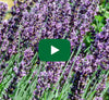 Video thumbnail for How To Harvest And Dry Lavender