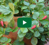 thumbnail for Growing Alpine Strawberries video, strawberries shown in a pot